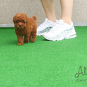 Mini Mini Teacup Poodle Puppies For Sale - CACAO - a Poodle puppy