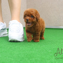 Mini Mini Teacup Poodle Puppies For Sale - CACAO - a Poodle puppy