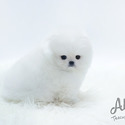 Toy Teacup Pomeranian Puppies For Sale - Merry - a Pomeranian puppy