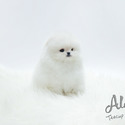 Toy Teacup Pomeranian Puppies For Sale - Merry - a Pomeranian puppy