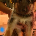 Blue - a German Shepherd Dog puppy