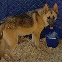 Yellow Girl - a German Shepherd Dog puppy