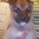 Black Boy - a German Shepherd Dog puppy