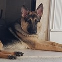 Pink Girl - a German Shepherd Dog puppy