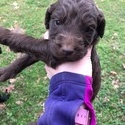 10 F1 Labradoodles - a Labradoodle puppy