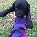 10 F1 Labradoodles - a Labradoodle puppy