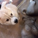 Honey Bear - a Akita puppy