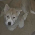 Honey Bear - a Akita puppy