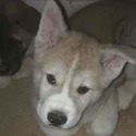 Honey Bear - a Akita puppy