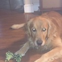 Tailtales Goldens - a Golden Retriever puppy