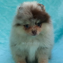 Lilac Merle - a Pomeranian puppy