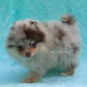Lilac Merle - a Pomeranian puppy