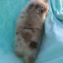 Lilac Merle - a Pomeranian puppy