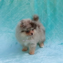 Lilac Merle - a Pomeranian puppy