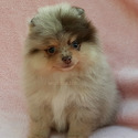 Lilac Merle - a Pomeranian puppy