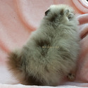 Lilac Merle - a Pomeranian puppy