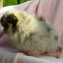 Lilac Merle - a Pomeranian puppy