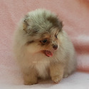 Lilac Merle - a Pomeranian puppy