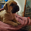 Athena - a Cane Corso puppy