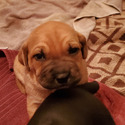 Athena - a Cane Corso puppy