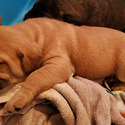 Athena - a Cane Corso puppy