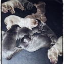 Silver Mesa Labradors - a Labrador Retriever puppy