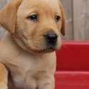 Cedar - a Labrador Retriever puppy