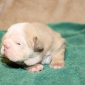 Captain Man - a Bulldog puppy