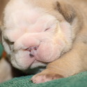 Captain Man - a Bulldog puppy