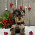 The New - a Yorkshire Terrier puppy