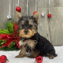 The New - a Yorkshire Terrier puppy