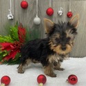 The New - a Yorkshire Terrier puppy