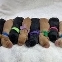F1 Standard Goldendoodles - a Goldendoodle puppy