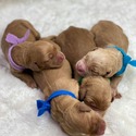F1 Standard Goldendoodles - a Goldendoodle puppy