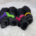 F1 Standard Goldendoodles - a Goldendoodle puppy