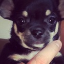 Tesla - a Chihuahua puppy