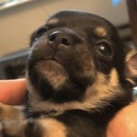 Monica - a Chihuahua puppy