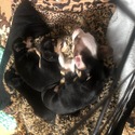 Philly - a Chihuahua puppy