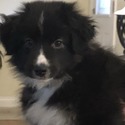 Rheed - a Miniature Australian Shepherd puppy