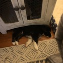 Rheed - a Miniature Australian Shepherd puppy