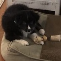 Rheed - a Miniature Australian Shepherd puppy