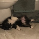 Rheed - a Miniature Australian Shepherd puppy