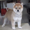 nana - a Shiba Inu puppy
