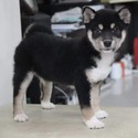 bobo - a Shiba Inu puppy