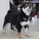 cash - a Shiba Inu puppy