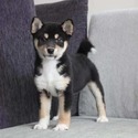 joy - a Shiba Inu puppy