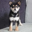 gucci - a Shiba Inu puppy