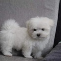 bibi - a Maltese puppy