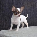 hugo - a Chihuahua puppy