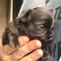 Blu - a Chihuahua puppy